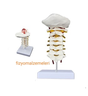 Servikal Boyun Maketi