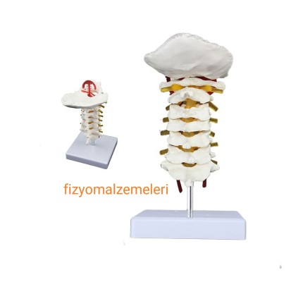 Servikal Boyun Maketi